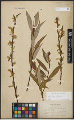 Foto von Salix alba L. x Salix fragilis L.